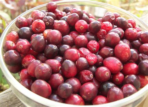Fresh cranberries. Things To Know About Fresh cranberries. 
